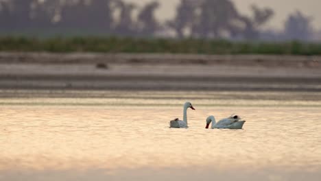 Cisnes-Nadando-En-Un-Lago-Al-Atardecer-Con-Hermosa-Luz