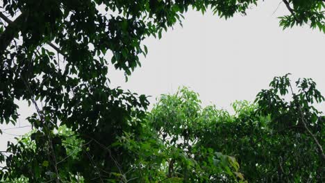 Eine-Silhouette-Eines-Erwachsenen,-Der-Zu-Einem-Anderen-Ast-Springt,-Dusky-Leaf-Monkey-Trachypithecus-Obscurus,-Thailand