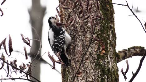 close-up-shot-of-a-black-and-white-woodpecker-pecking-at-a-tree-with-snow-falling