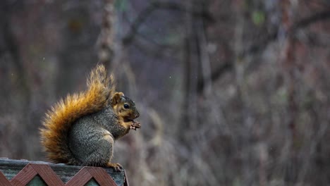 Slowmotion-shot-of-a-red-squirrel-eating-nuts-and-then-scratching