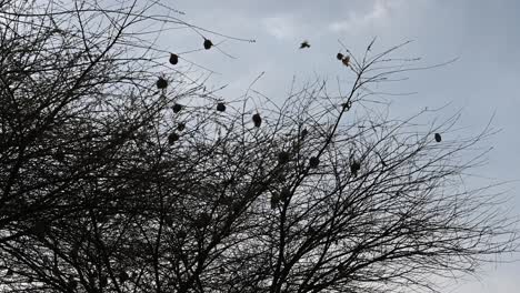 Große-Gruppe-Von-Runden-Nestern-Von-Webervögeln-Auf-Baum-In-Simbabwe-Afrika