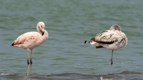 Flamingos-in-mar-chiquita-lake,-Ansenuza-National-Park,-Argentina