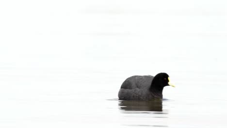 A-White-winged-Coot-in-a-lake-shaking-plumage