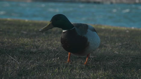 4k-Shot-of-a-lonely-duck-walking-on-grass-looking-for-food