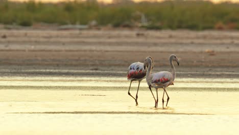 Eine-Gruppe-Von-Flamingos-Auf-Einem-See-Bei-Sonnenuntergang-Im-Ansenuza-nationalpark,-Argentinien