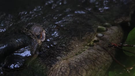 A-closeup-footage-of-this-individual-as-the-camera-tilts-up,-Estuarine-Crocodile-or-Saltwater-Crocodile-Crocodylus-porosus,-Philippines