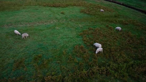 An-aerial-slow-motion-of-sheep-in-a-pasture