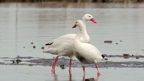 Group-of-swans-in-a-lake,-Ansenuza-National-Park,-Cordoba,-Argentina