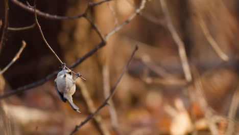 Coal-Tit-Bird-Hanging-Upside-Down-on-Thing-Branch-and-Pecking-Food-at-Autumn-Forest-in-Slow-motion