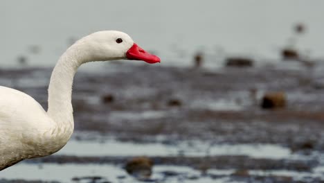 Closeup-view-of-a-coscoroba-swan-in-a-lake,-Ansenuza-National-Park,-Cordoba,-Argentina