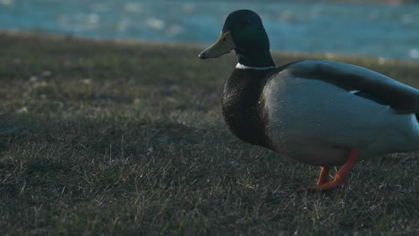 4k-Close-up-shot-of-a-swedish-duck-on-a-grass-field