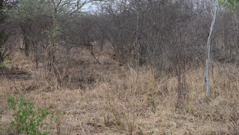 Vigilant-leopard-in-Matobo-National-Park-Zimbabwe,-Africa