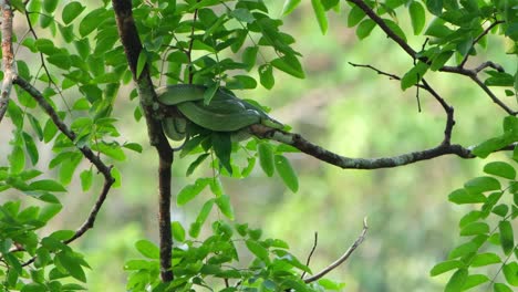 Ein-Zoom-Aus-Dieser-Schlange,-Die-Aufgerollt-Und-Auf-Einem-Ast-Ruht,-Red-tailed-Racer-Gonyosoma-Oxycephalum,-Thailand