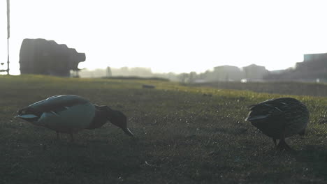 Two-wild-ducks-walking-on-grass-field-in-Sweden