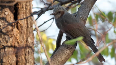 Brown-eared-Bulbul--Perched-in-Autumn-Forest---Close-up