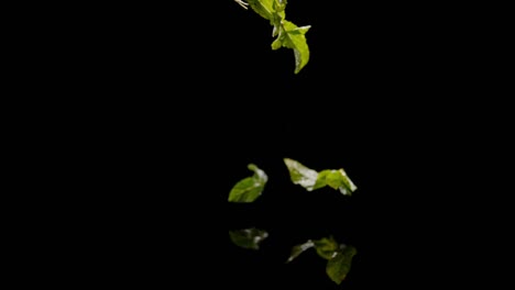 Mint-leaves-fall-into-water-isolated-on-black-background,-ultra-slow-motion