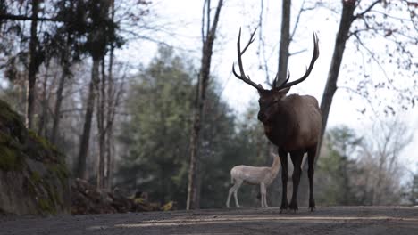 elk-bull-standing-in-road-carelessly-as-car-approaches-slomo