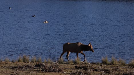 elk-female-exites-lake-water-dripping-walk-on-edge-slomo