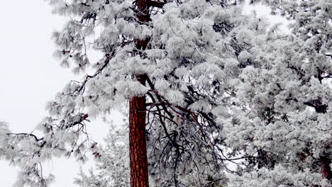 Panning-a-Ponderosa-pine-tree-after-a-winter-snowfall