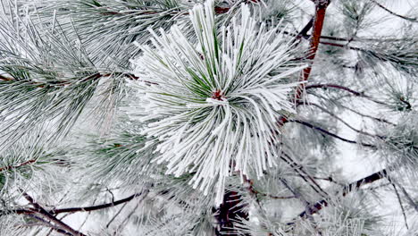 Zooming-in-on-snow-covered-ponderosa-pine-needles