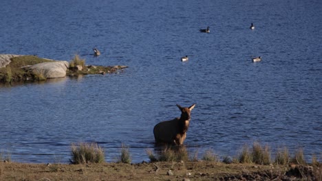 elk-female-swimming-across-lake-and-exits-shaking-fur-and-walking-on-edge-long-handheld-clip