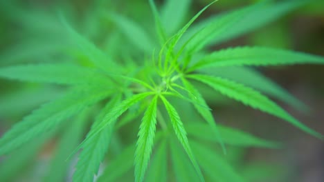 Intoxicantes-Están-Hechos-De-Las-Hojas-De-La-Planta-De-Cannabis