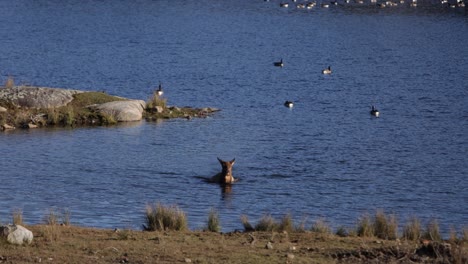 elk-female-swimming-in-lake-slomo