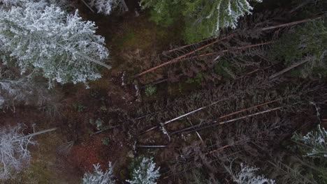 Umgestürzte-Bäume-In-Einem-Wald