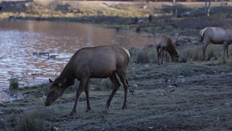 elk-female-walking-along-lake-with-other-elk-in-background-rolling-camera-shot