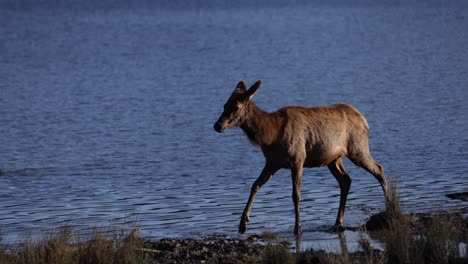 elk-female-walks-through-mud-and-water-of-lake-to-graze-on-grass-slomo
