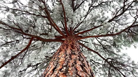 Scanning-of-the-top-of-a-ponderosa-pine-tree-in-winter