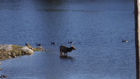 elk-female-drinking-from-lake-while-canada-geese-swim-by-slomo