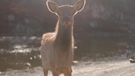 elk-calf-baby-paralax-rolling-camera-effect-closeup-backlit-lake-scene