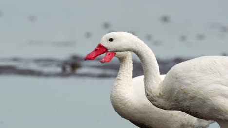 Closeup-of-a-pair-of-Coscoroba-swans-in-a-lake,-Ansenuza-National-Park,-Cordoba,-Argentina