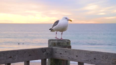 Seagull-on-wood-railing-by-ocean-during-sunset-San-Diego