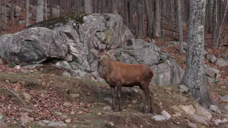 elk-bull-standing-in-rocky-forest-autumn-time-camera-rolls-by-slomo