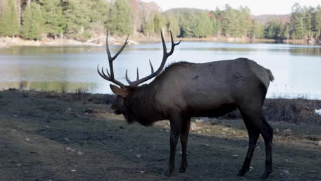 Elk-Bull-Lanza-La-Cabeza-Hacia-Atrás-Para-Llamar-A-Los-Compañeros-Durante-La-Temporada-De-Celo-Con-El-Lago-En-Segundo-Plano-Slomo
