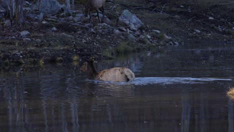 elk-female-swims-across-short-water-crossing-other-elk-in-scene-handheld-tracking