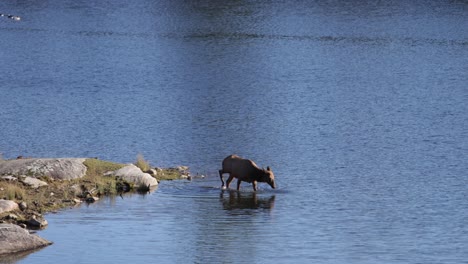elk-female-walking-in-lake-splashing-and-drinking-long-range-slomo