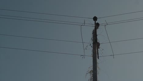 Abandoned-electric-pole-with-cables-and-overgrown-fauna