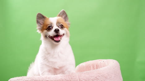 Miniature-fawn-and-white-colored-dog-in-close-up,-looking-amusing-and-lively-as-he-rests-on-a-pink-rug-made-of-fabric-against-a-green-background