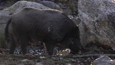 Wildschweine-Auf-Nahrungssuche-Im-Dreck-Gegen-Felsen-Medium-View-Slomo