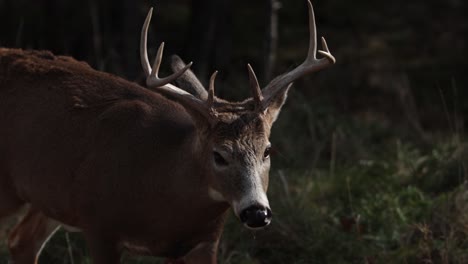 Whitetail-Buck-Deer-Verlässt-Den-Wald,-Um-In-Der-Sonne-Zu-Suchen
