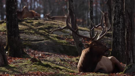 elk-bull-calling-out-during-mating-season-majestic-beast-laying-in-sunny-mossy-forest-with-elk-in-background-slomo