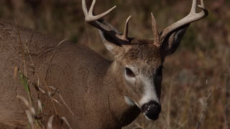 whitetail-deer-buck-walking-through-long-grass-towards-lens-lots-of-closeup-details-slomo