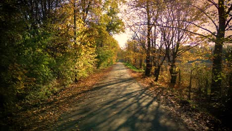 Driving-on-empty-asphalt-road-with-yellow-markings-passing-through-a-mixed-forest-with-pines-and-trees-with-yellow-foliage-on-a-sunny-autumn-day