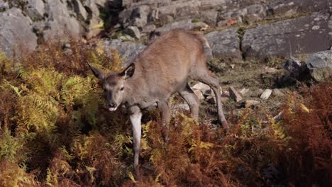 deer-walks-from-rocky-background-down-in-ferns-slomo