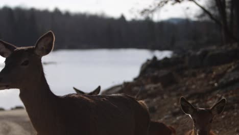 red-deer-herd-passing-in-front-of-camera-rocky-lake-forest-scene-slomo-cute