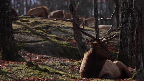 elk-bull-laying-like-a-king-in-mossy-forest-zoom-out-to-reveal-females-in-background