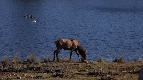 elk-female-slomo-walking-on-lake-water-edge